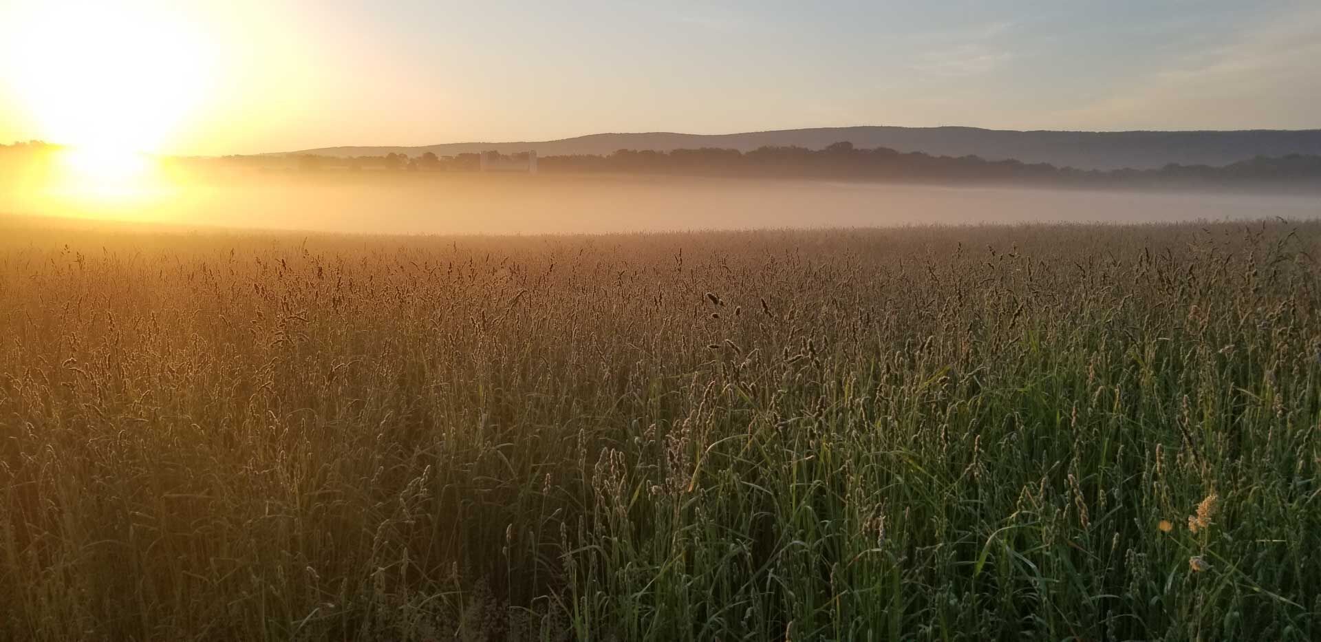 Virginia Hay Field_Justin Proctor-2-web.jpg